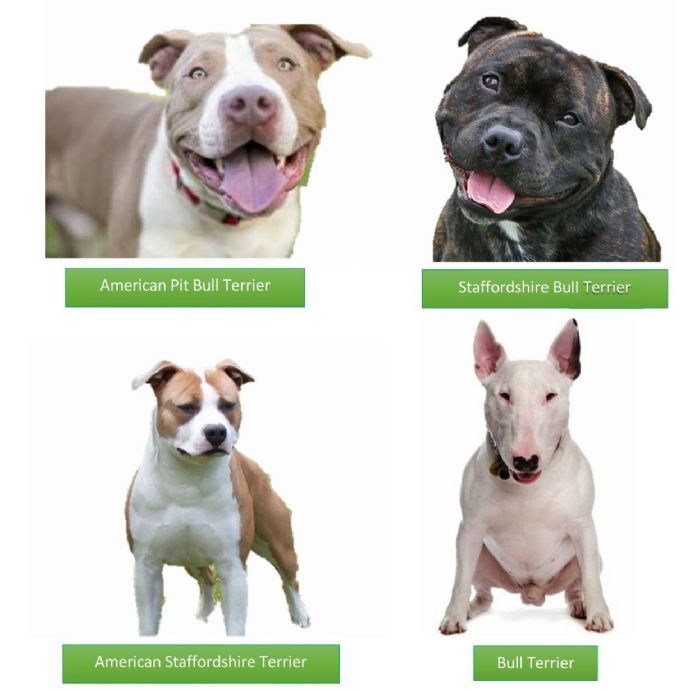 difference between staffordshire bull terrier and pitbull